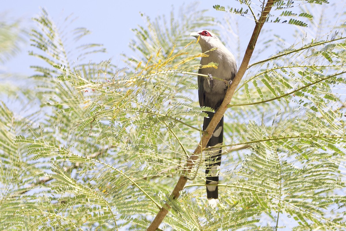 Green-billed Malkoha - ML646054395