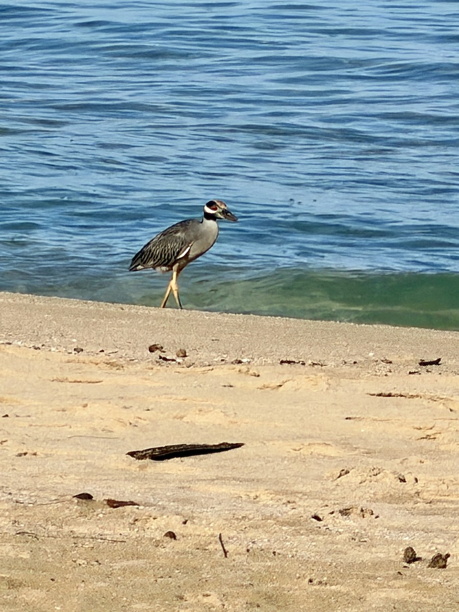 Yellow-crowned Night Heron - ML646054396
