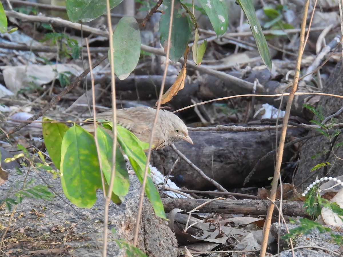 Yellow-billed Babbler - ML646054397