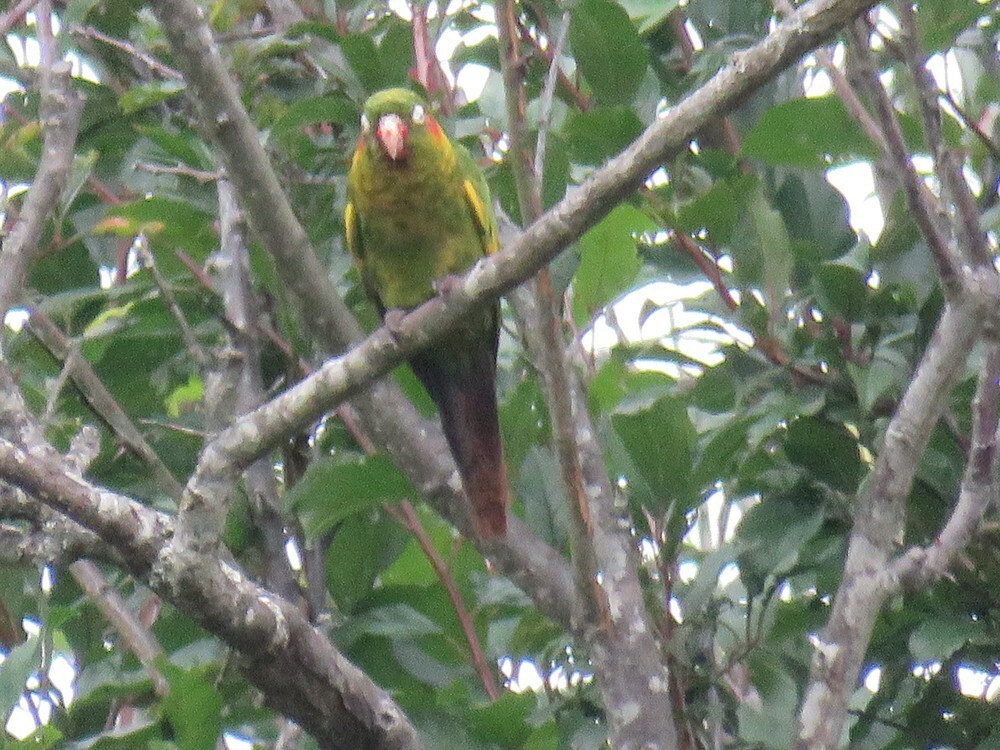 Sulphur-winged Parakeet - ML646054398