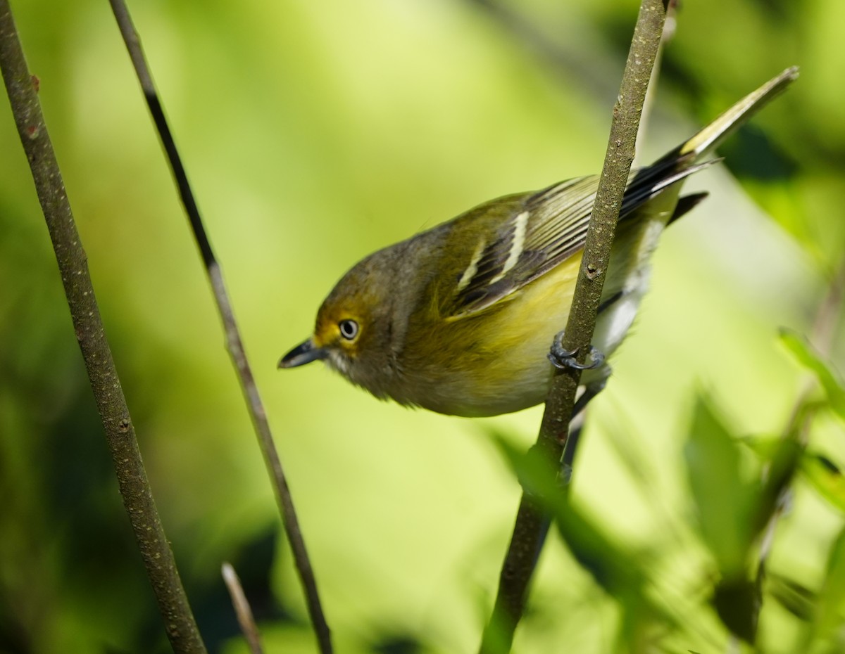White-eyed Vireo - ML646054399