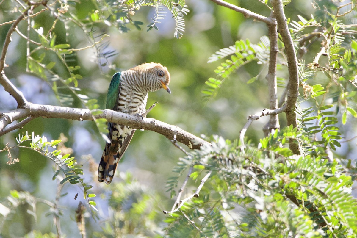 Asian Emerald Cuckoo - ML646054400