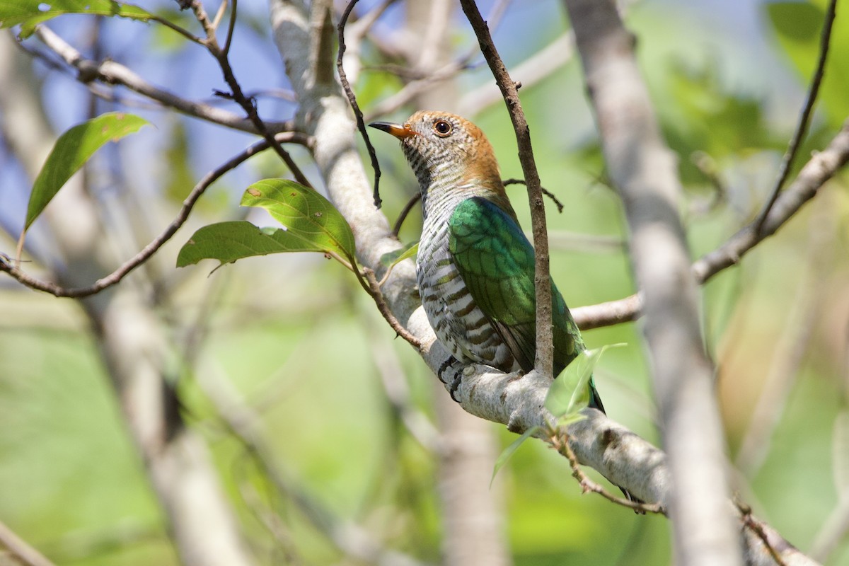 Asian Emerald Cuckoo - ML646054401
