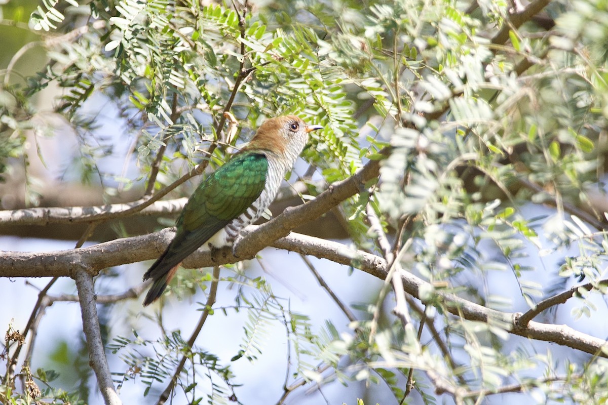 Asian Emerald Cuckoo - ML646054402