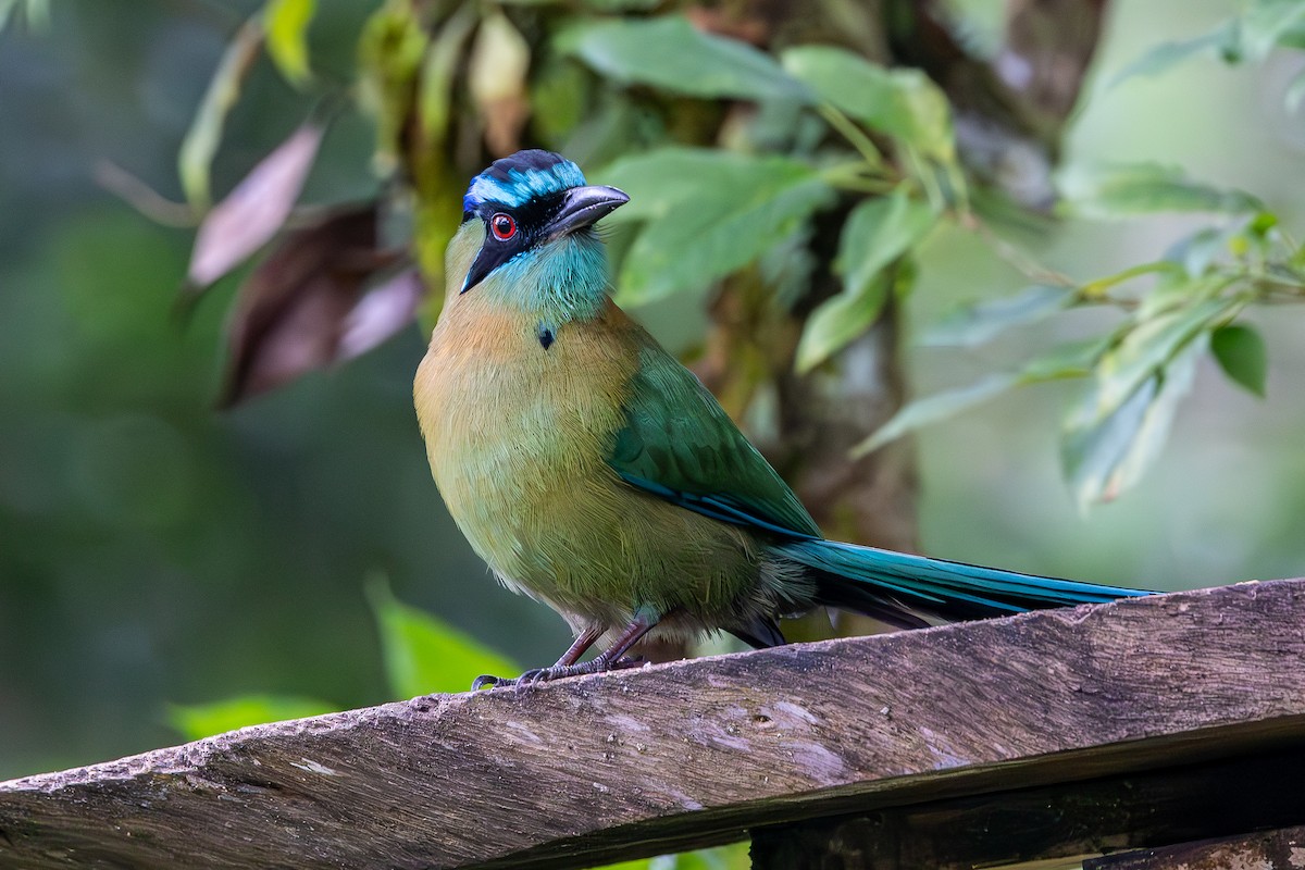 Lesson's Motmot - ML646054403
