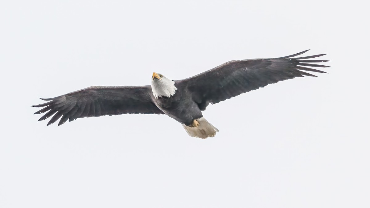 Орлан білоголовий - ML646054411