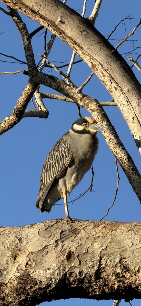 kvakoš žlutočelý - ML646054415