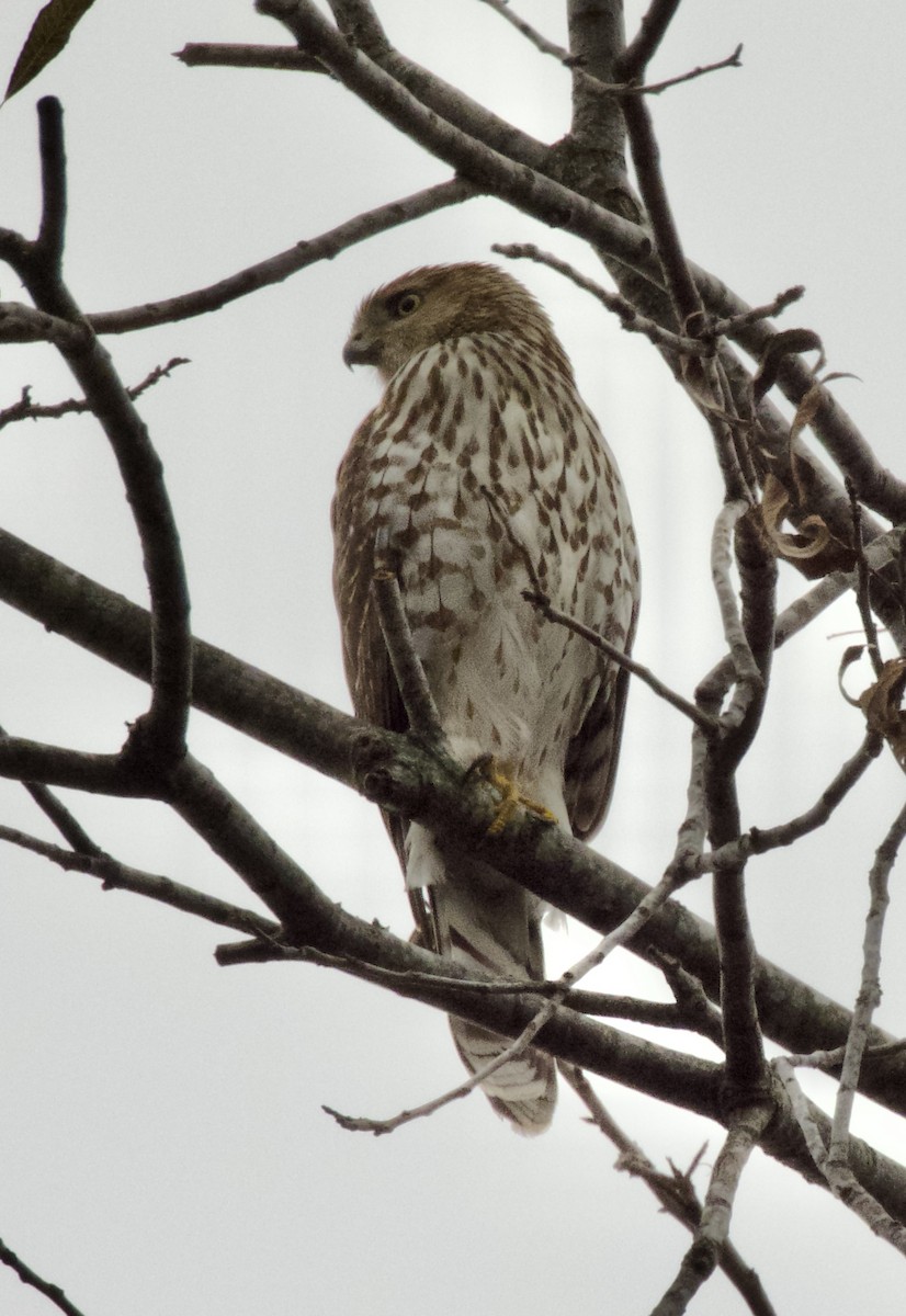 Cooper's Hawk - ML646054432