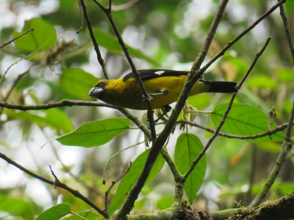 Black-thighed Grosbeak - ML646054448