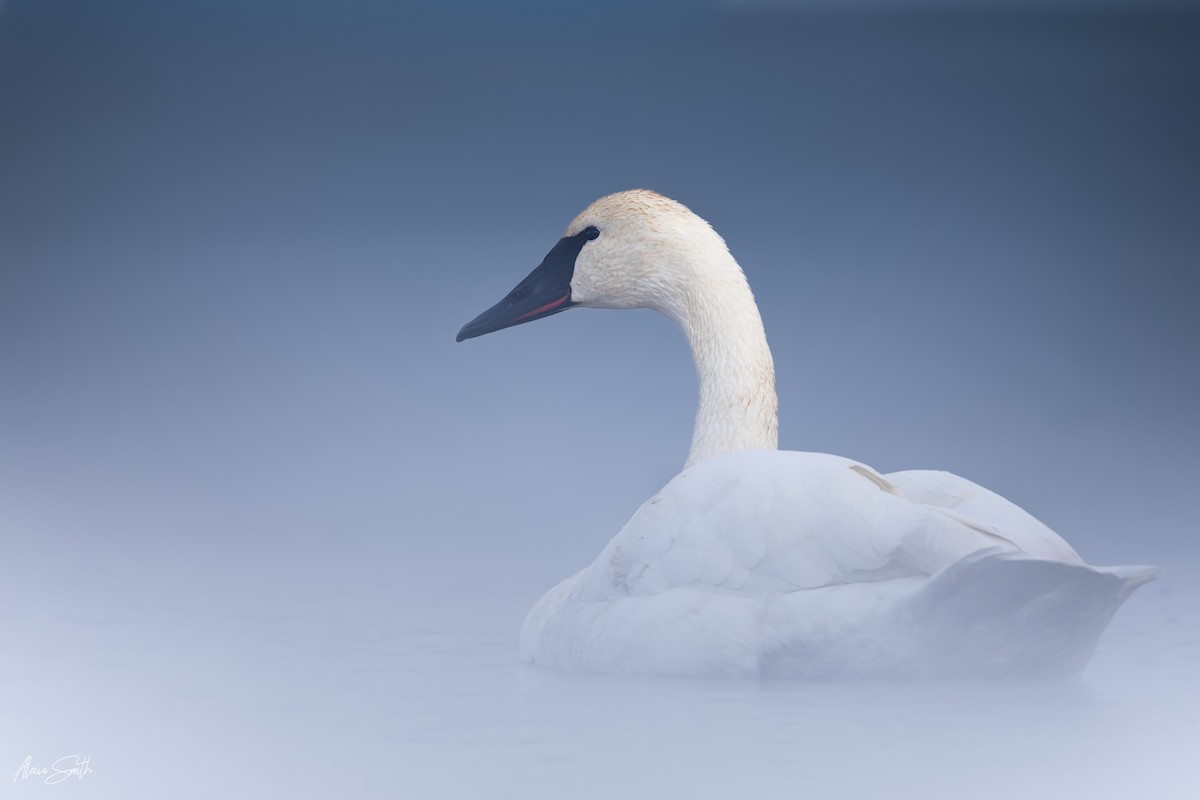 Trumpeter Swan - ML646054452