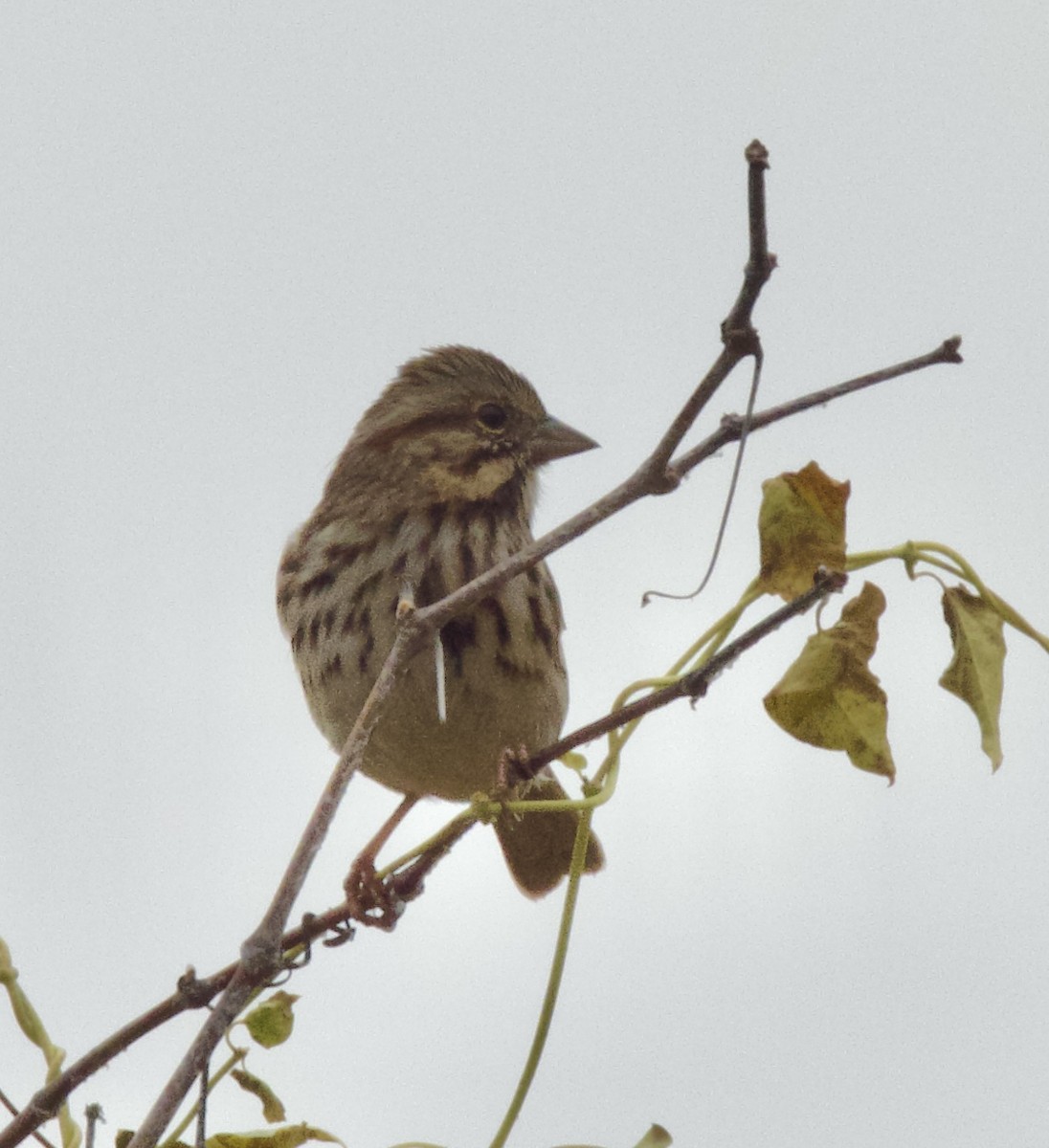 Song Sparrow - ML646054453