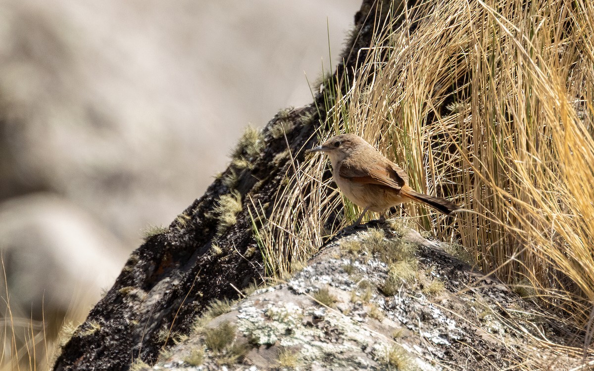 Streak-fronted Thornbird - ML646054465