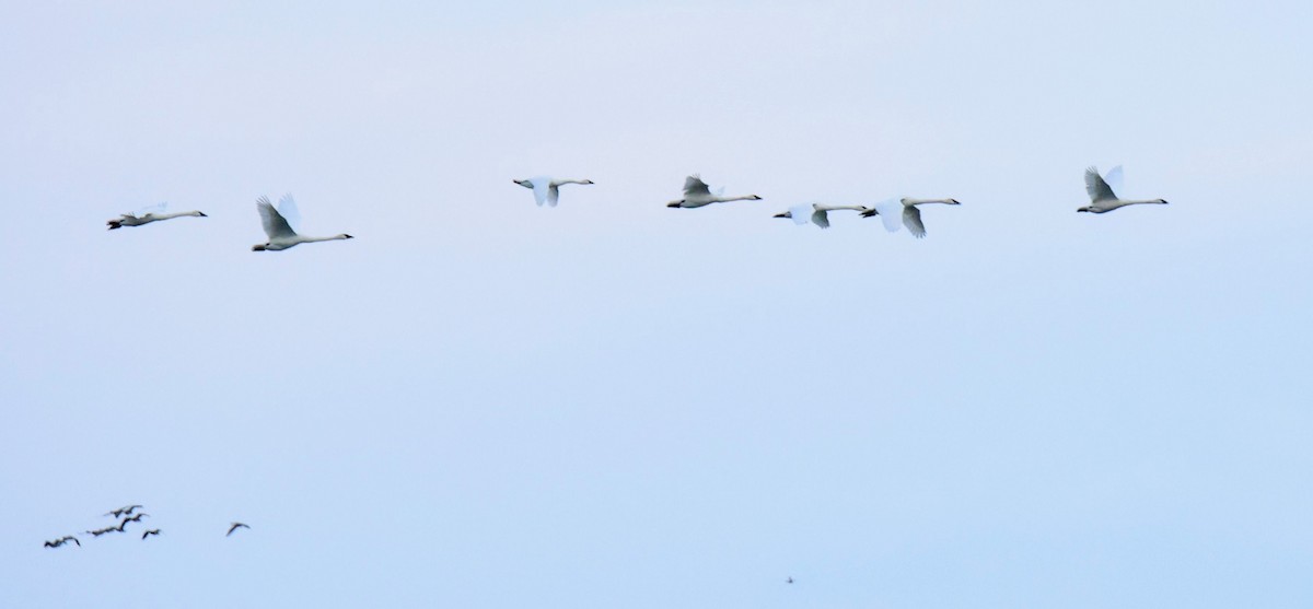 Tundra Swan - ML646054467