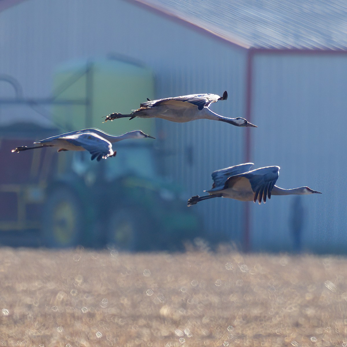 jeřáb popelavý - ML646054471