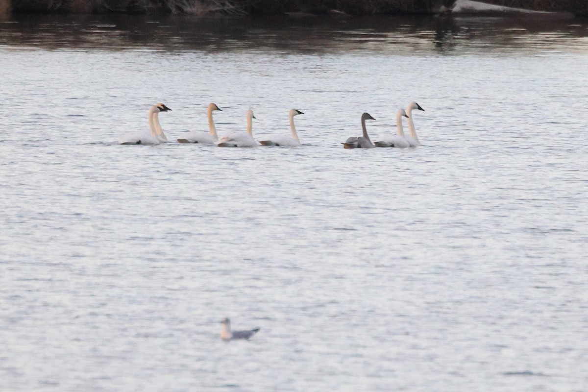 Trumpeter Swan - ML646054475