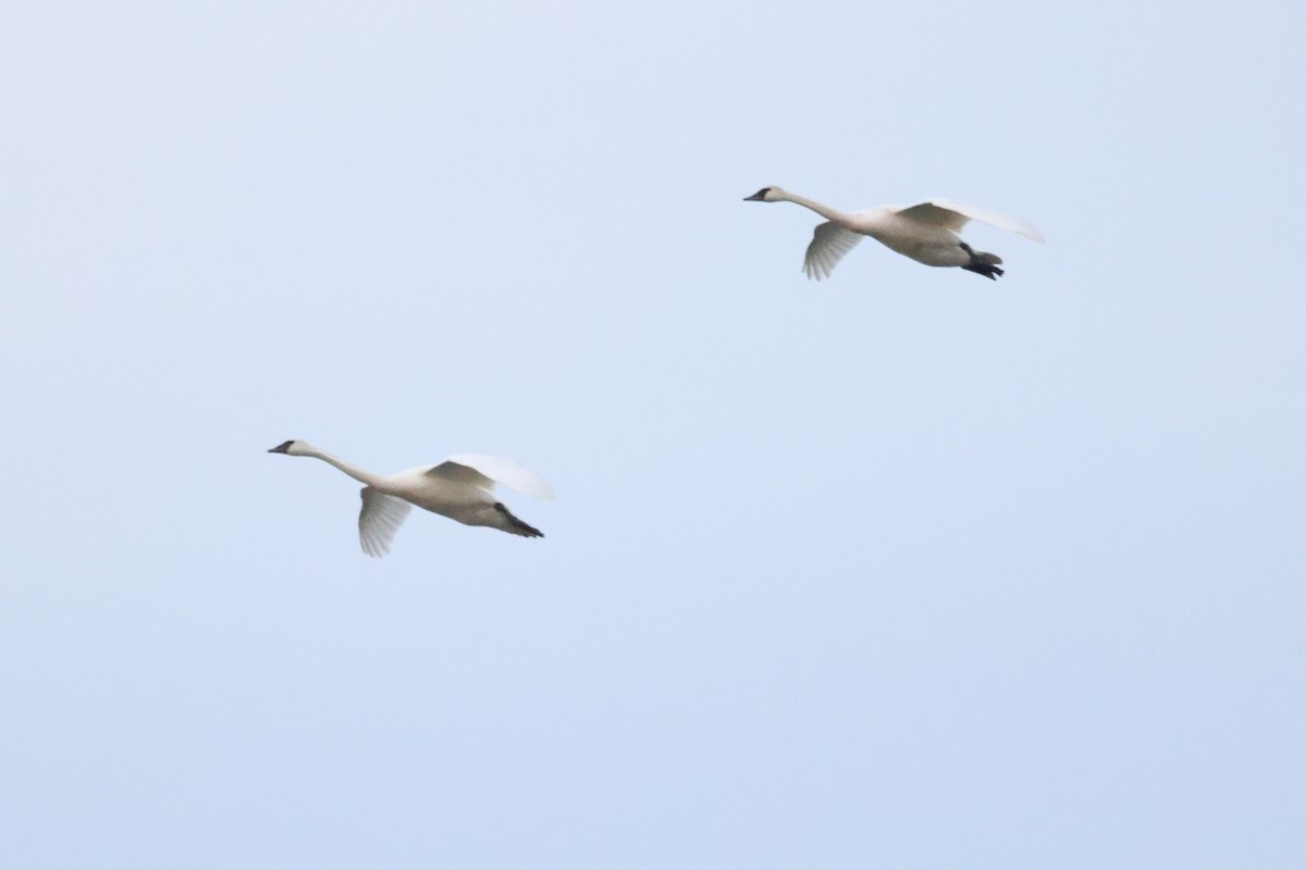 Trumpeter Swan - ML646054476