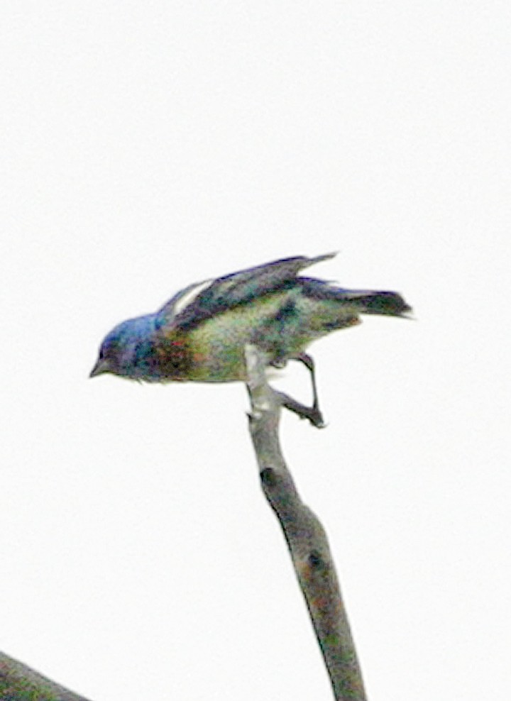 Lazuli Bunting - ML646054482