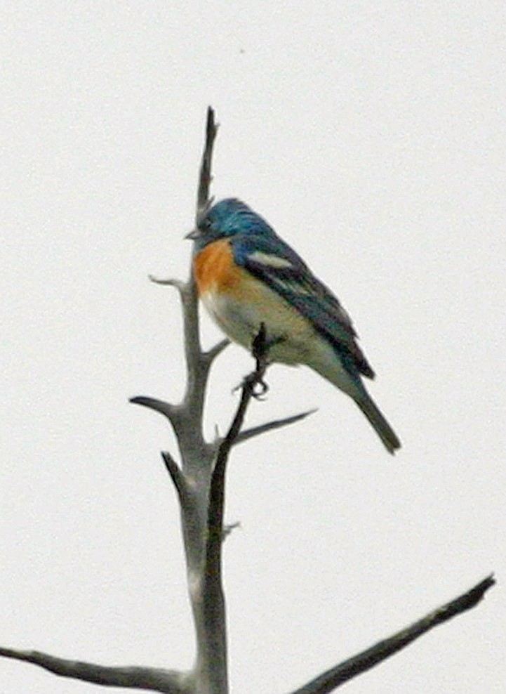Lazuli Bunting - ML646054483