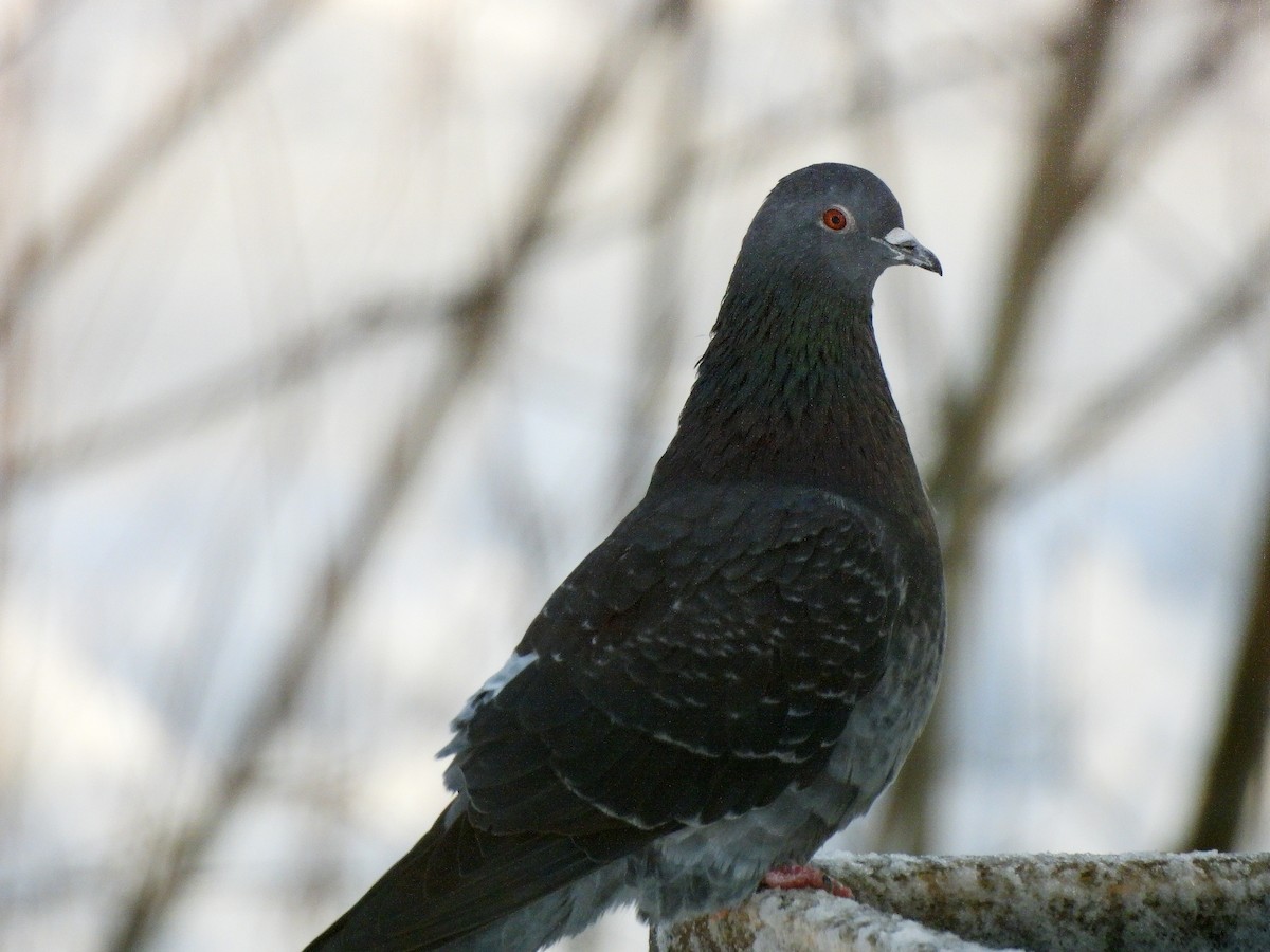 Rock Pigeon (Feral Pigeon) - ML646054484