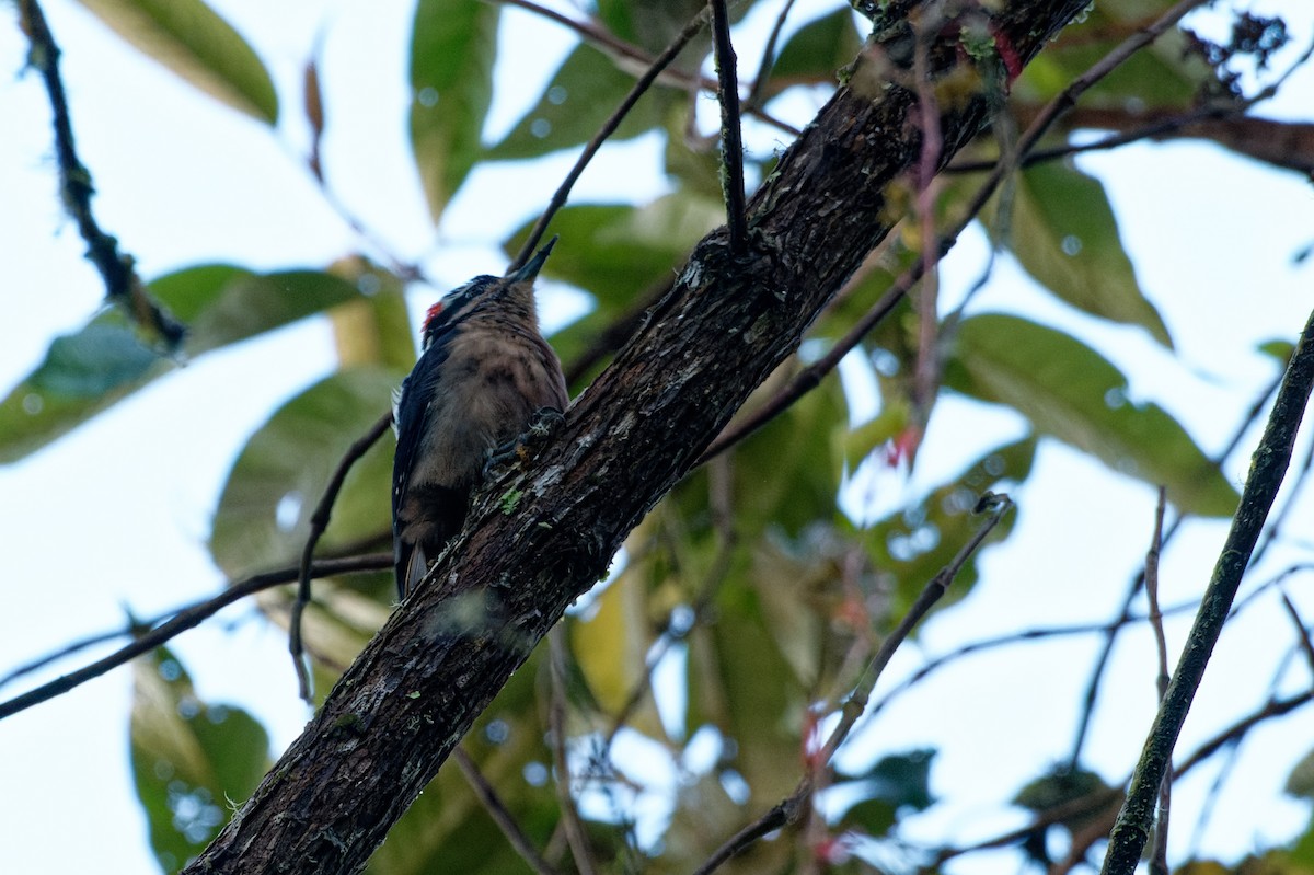 Hairy Woodpecker - ML646054491