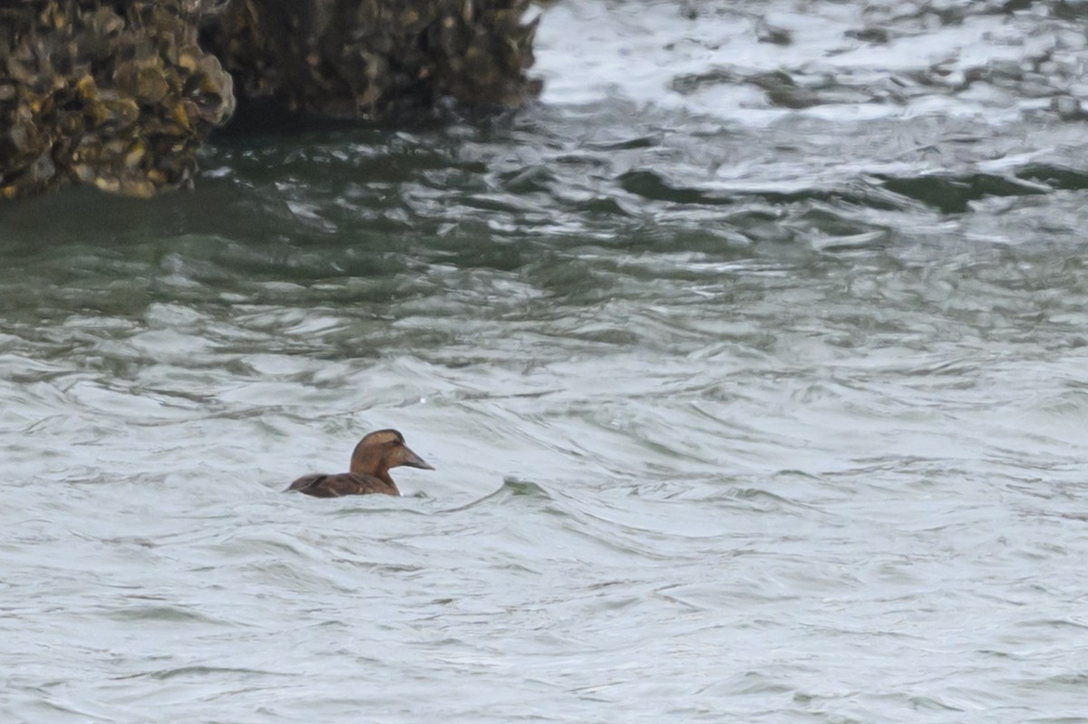 Common Eider - ML646054493