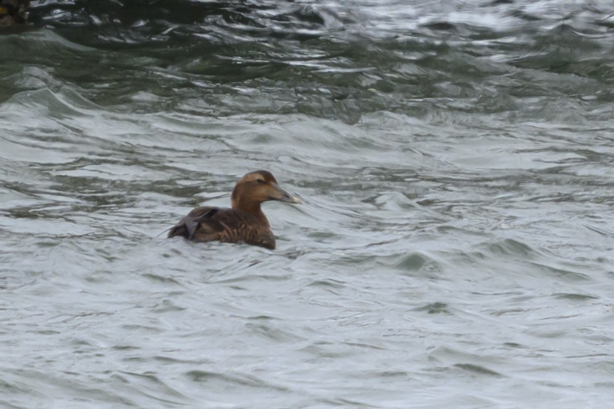 Common Eider - ML646054494