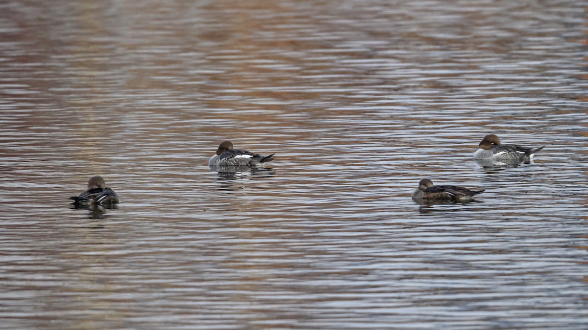 Common Goldeneye - ML646054495