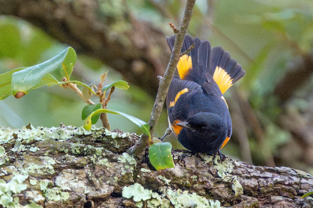 American Redstart - ML646054496