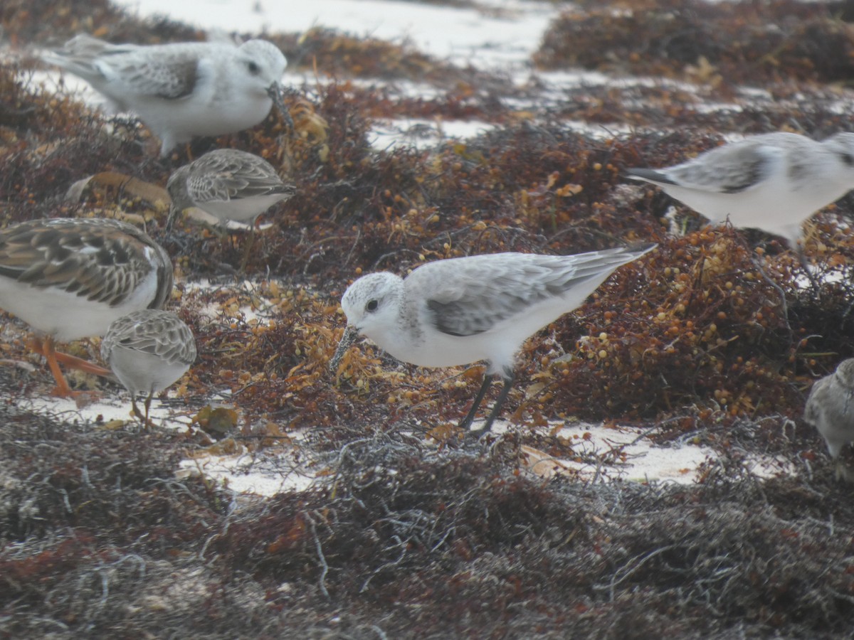Sanderling - ML646054516