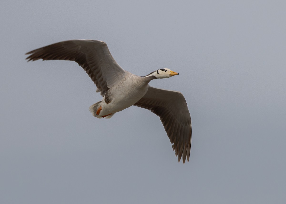 Гуска гірська - ML646054522