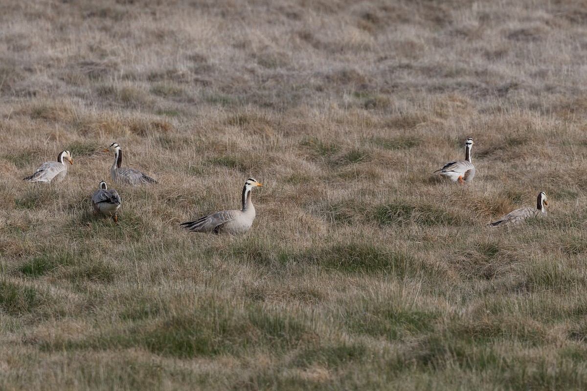 Гуска гірська - ML646054528