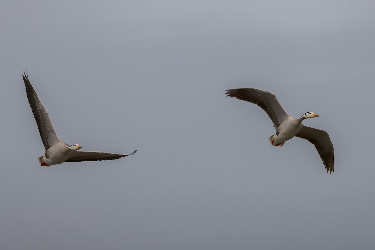 Гуска гірська - ML646054529