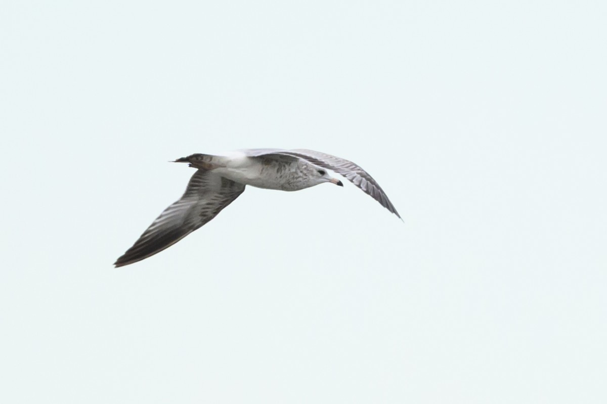 Ring-billed Gull - ML646054533