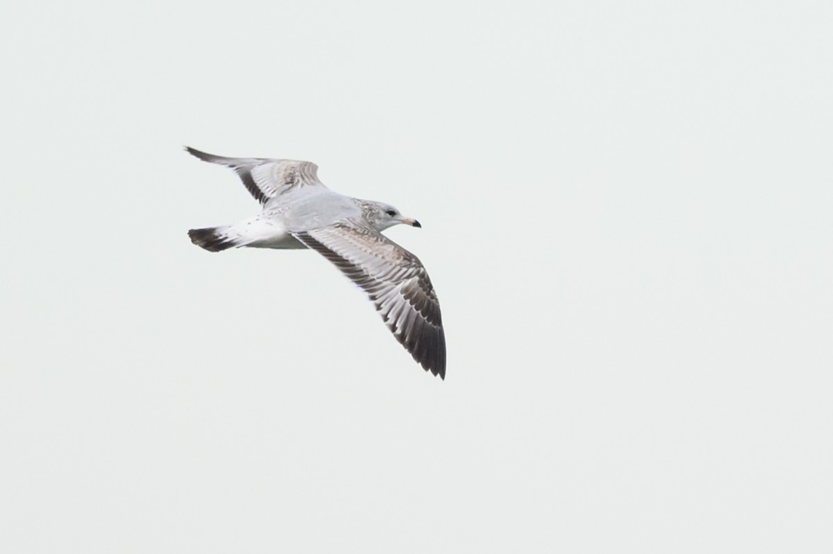 Ring-billed Gull - ML646054534