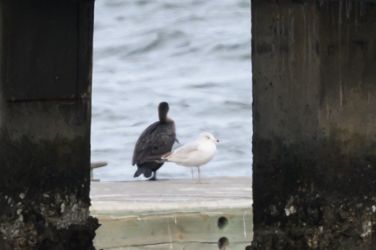 Ring-billed Gull - ML646054535