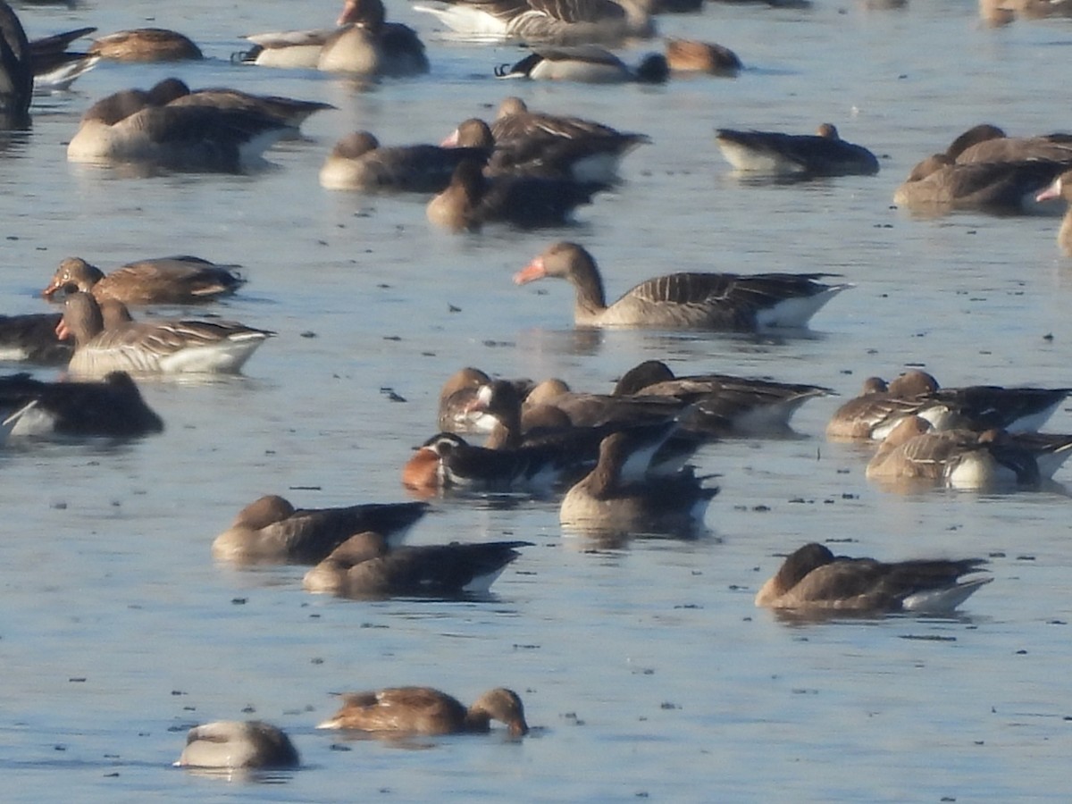 Red-breasted Goose - ML646054543