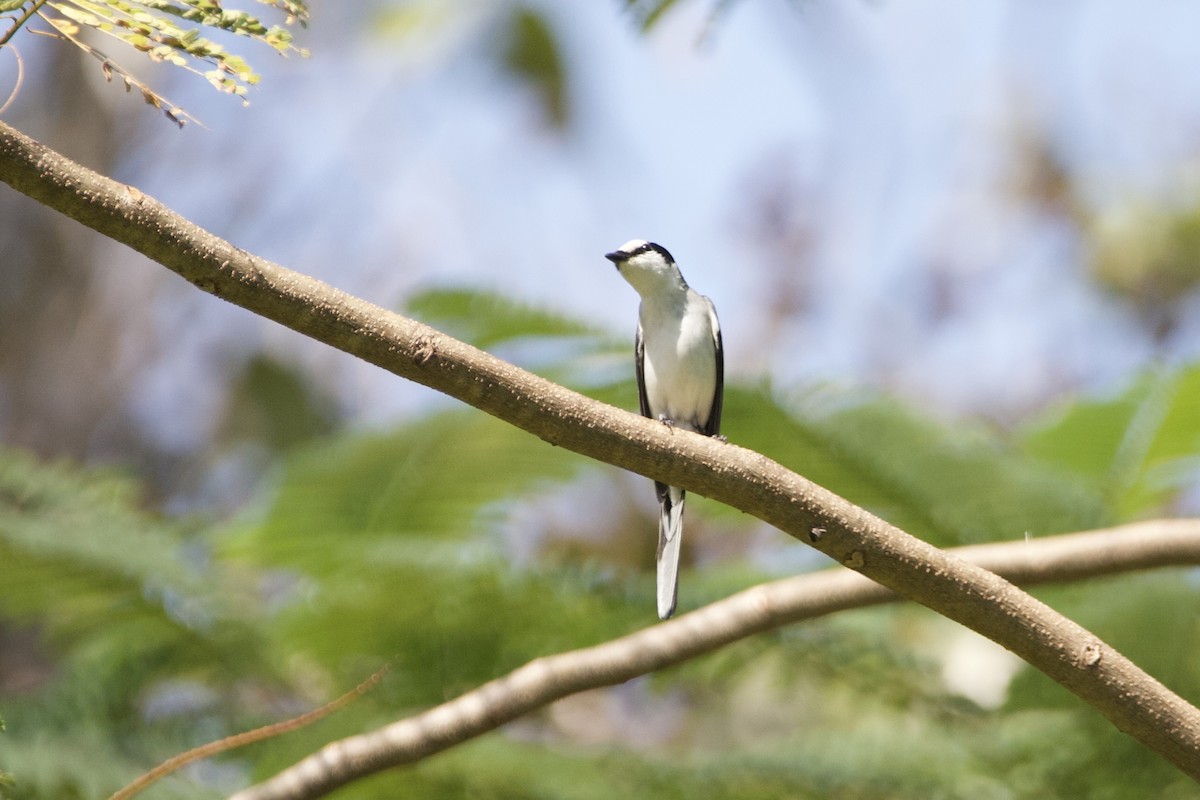 askemønjefugl - ML646054551