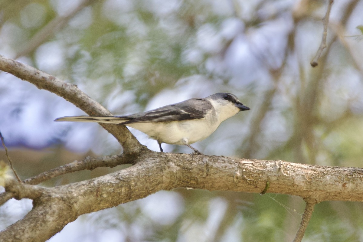 askemønjefugl - ML646054552