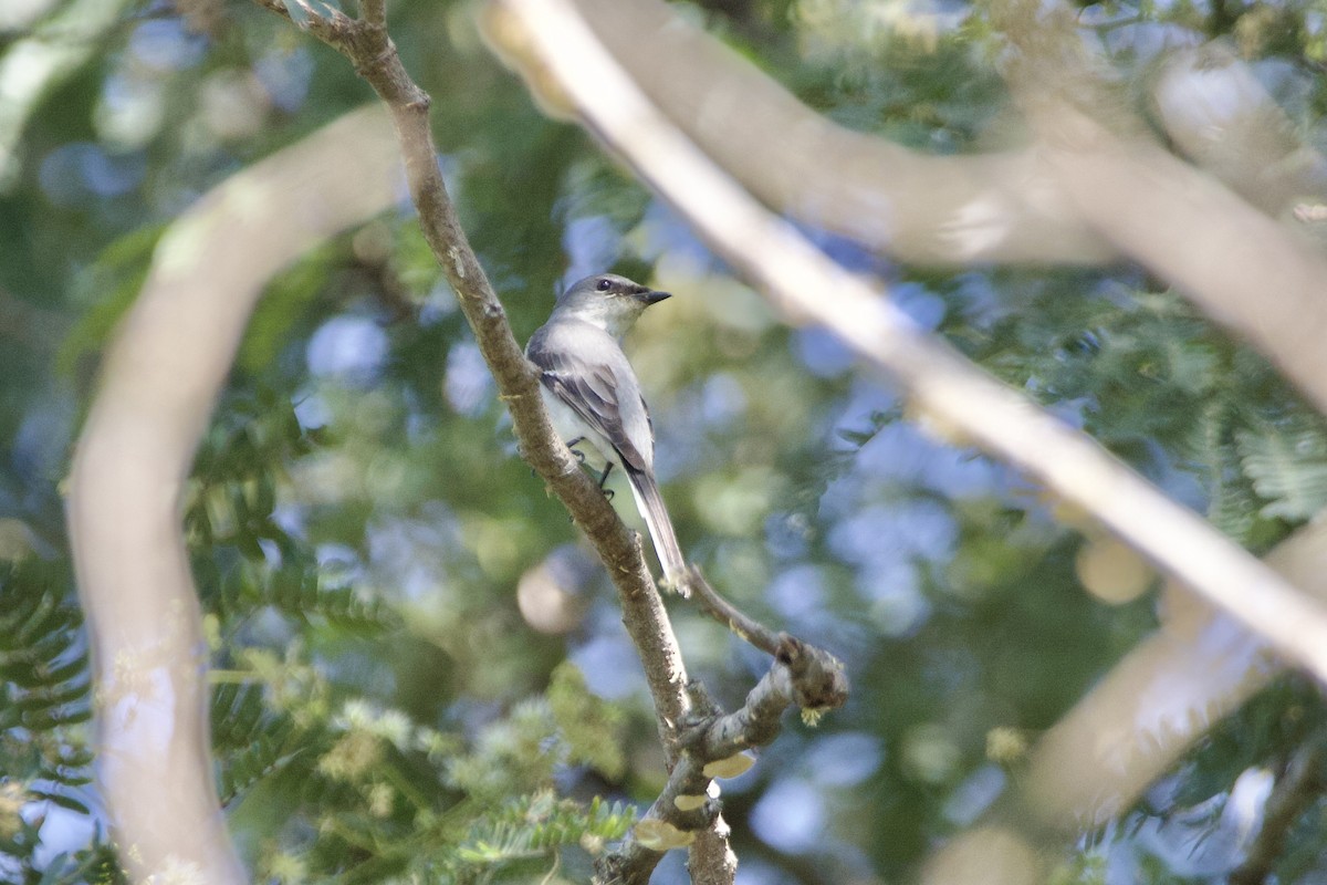 askemønjefugl - ML646054553