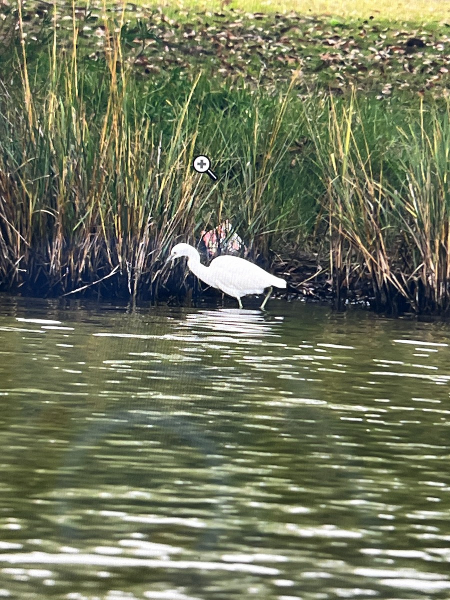Little Blue Heron - ML646054555