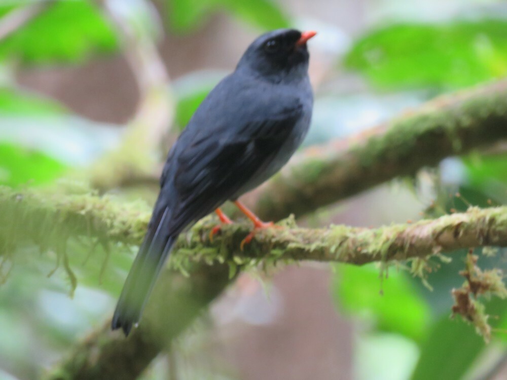 Black-faced Solitaire - ML646054564