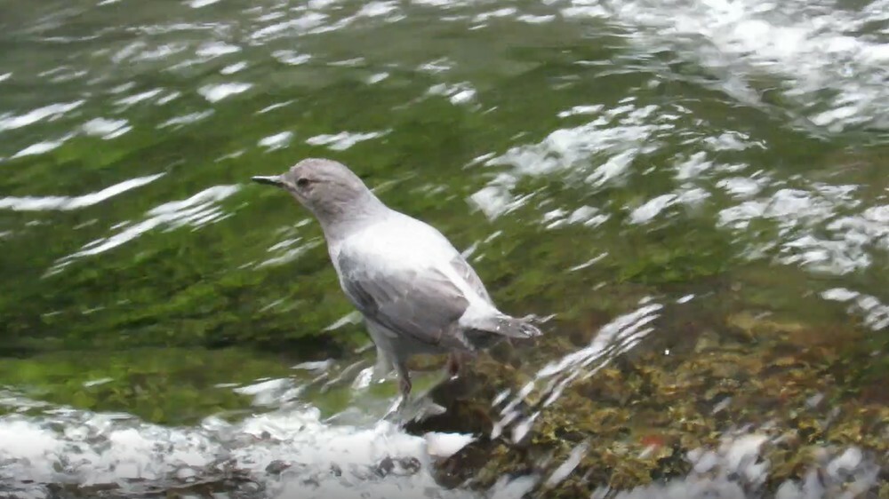 American Dipper - ML646054571