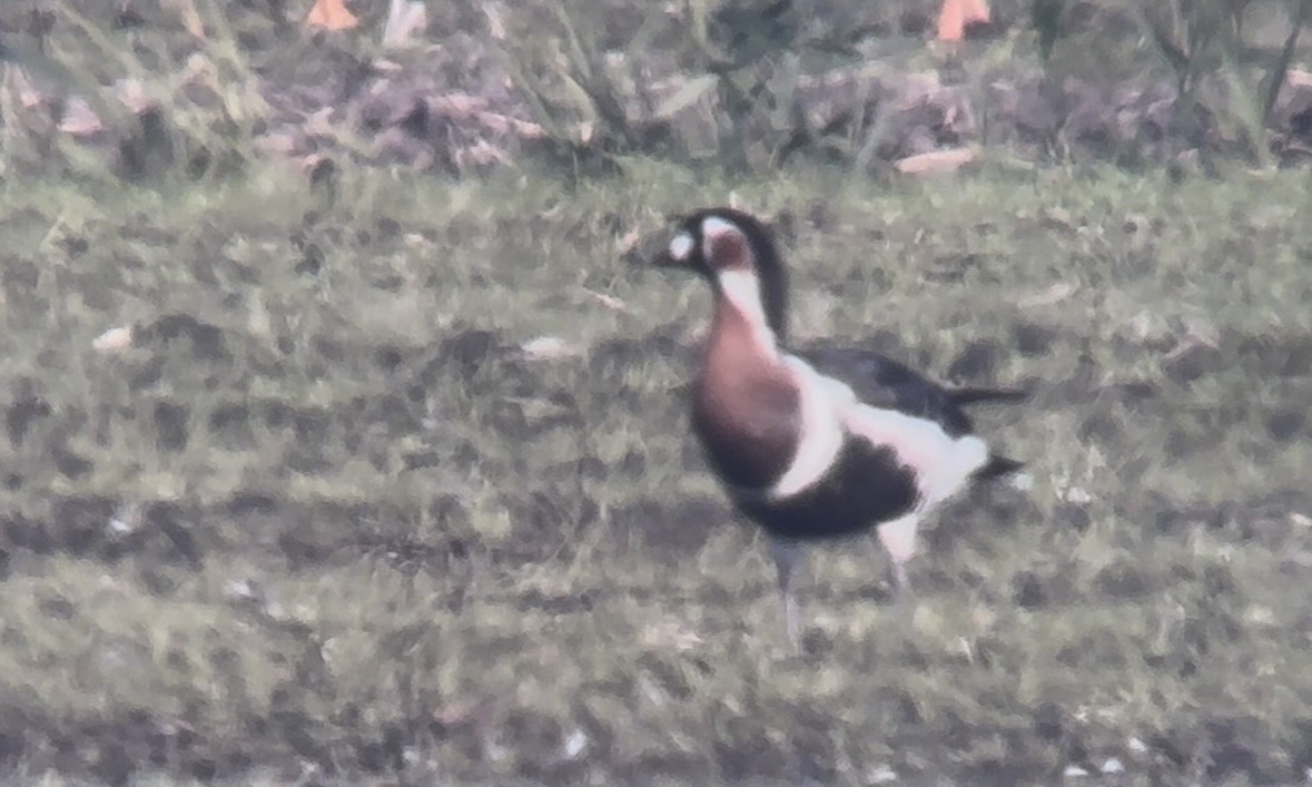 Red-breasted Goose - ML646054592