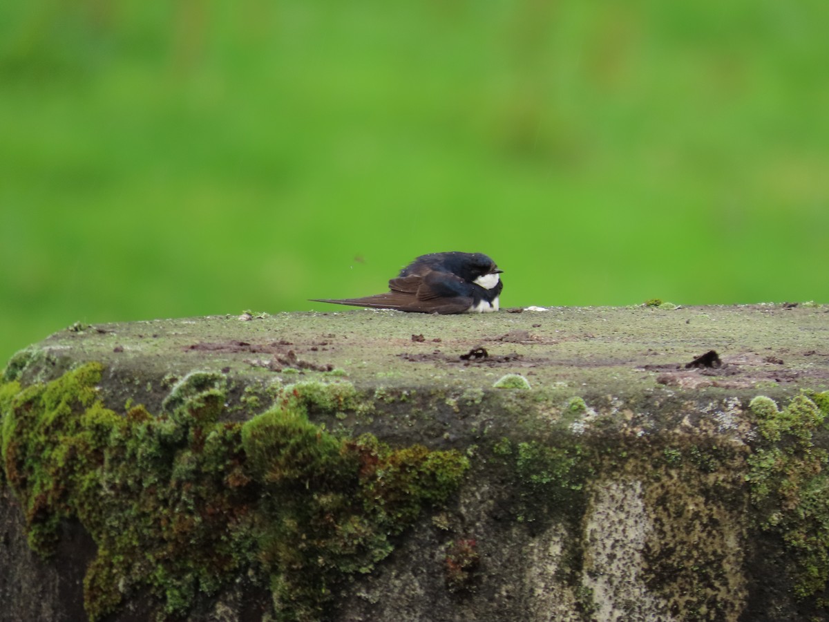 Black-collared Swallow - ML646054599