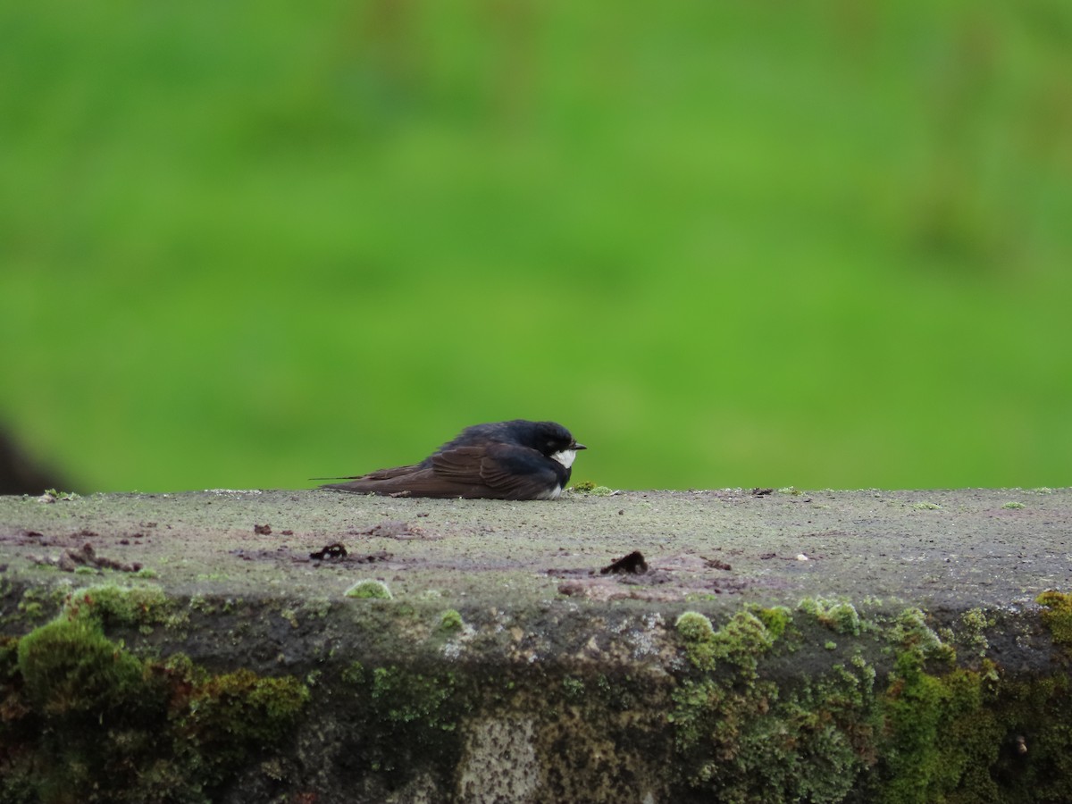 Black-collared Swallow - ML646054600
