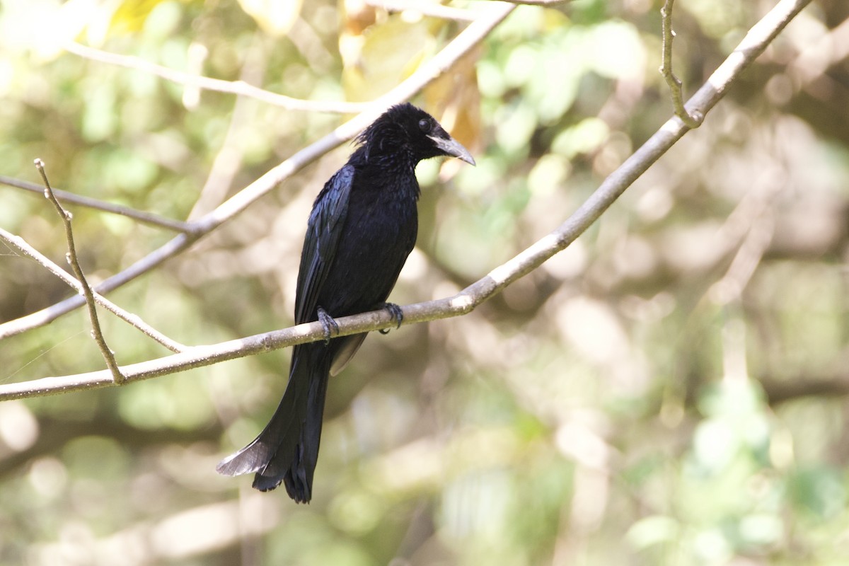 Hair-crested Drongo - ML646054604