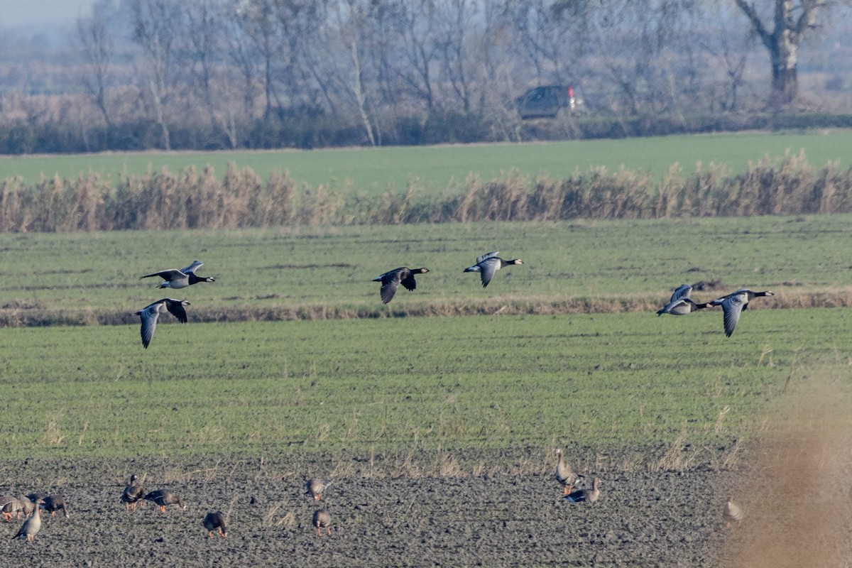 Barnacle Goose - ML646054605