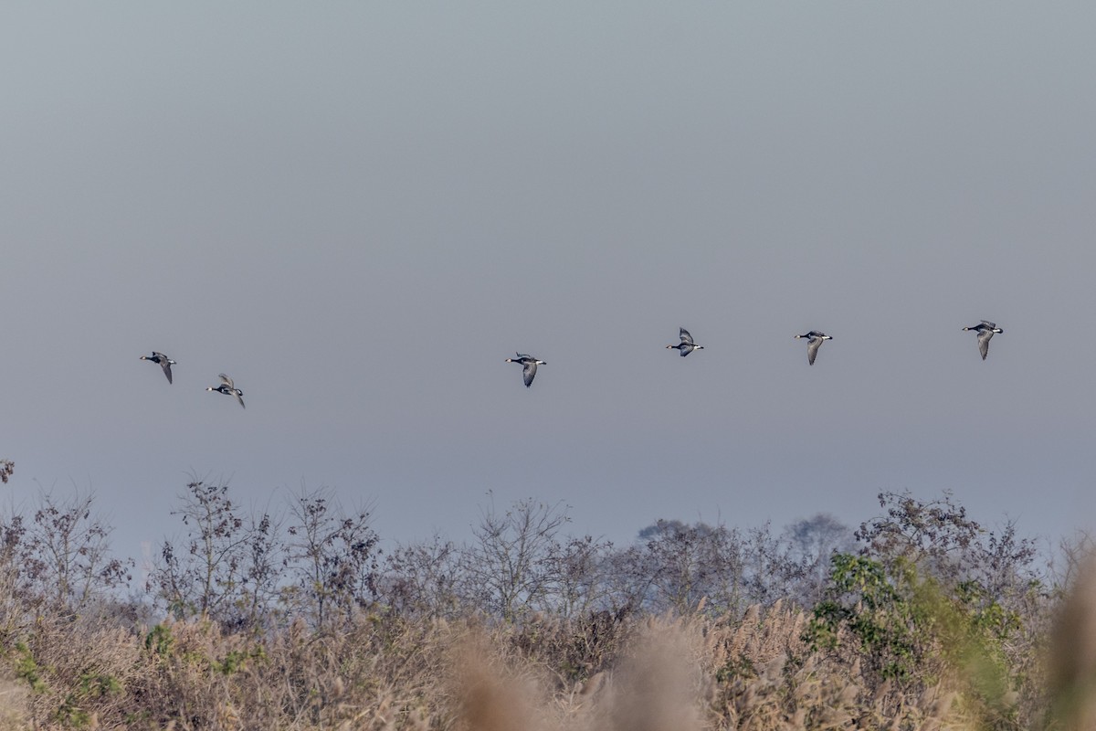 Barnacle Goose - ML646054606