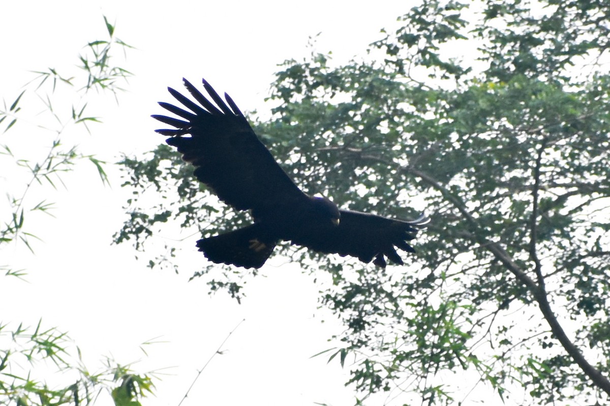 林鵰 - ML646054624