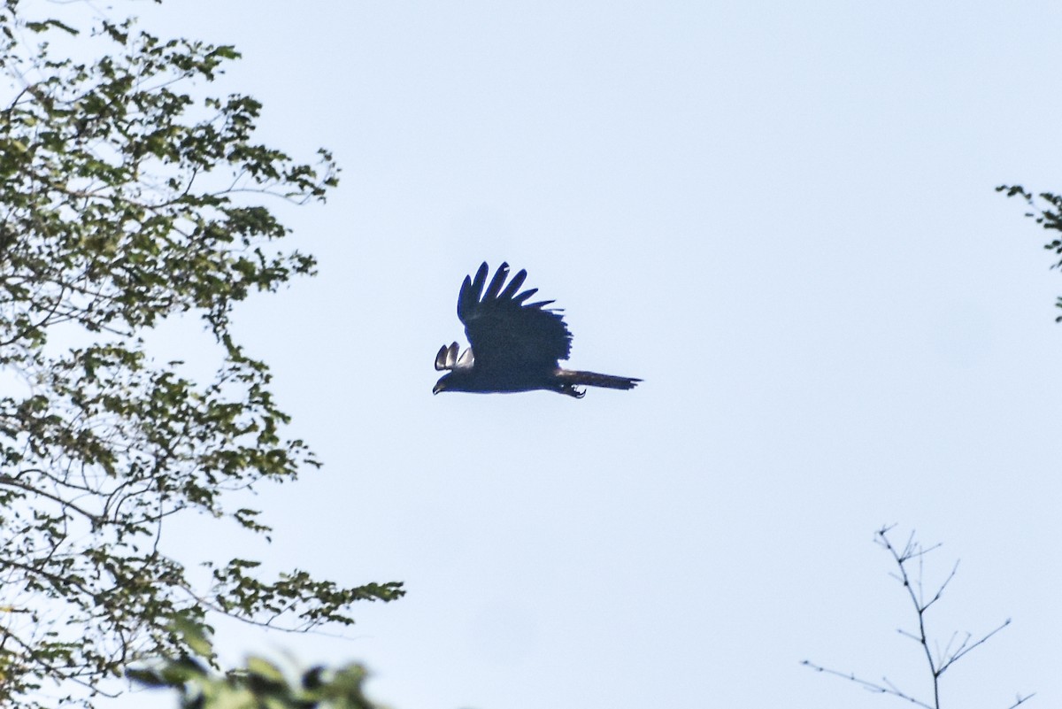 林鵰 - ML646054625